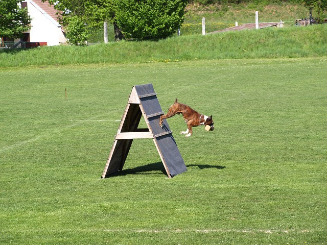 www.atibox.net * www.euroboxer.eu * www.boxergenealogia.eu